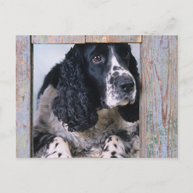 Carte Postale Chiens (Devant)