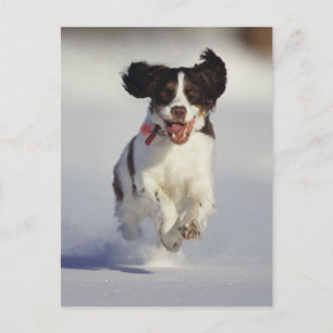 Carte Postale Chiens - 1