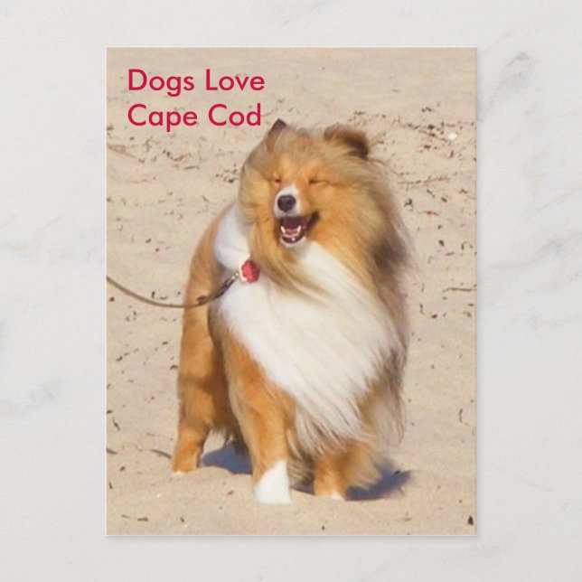 Carte Postale Chiens aiment Cape Cod (Devant)