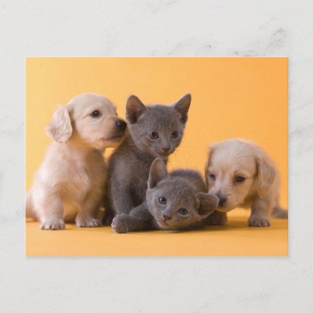 Carte Postale Chiens bleu russe et Chiens de poche (Devant)
