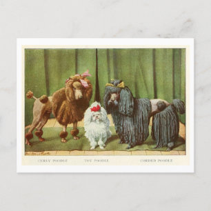 Carte postale Chiens de caniche