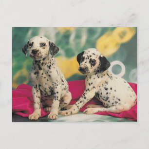 Carte Postale Chiens de Dalmation