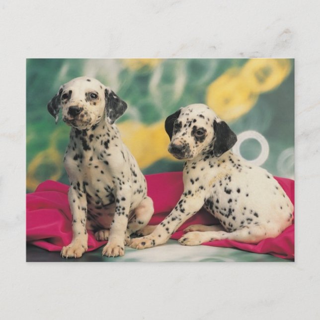 Carte Postale Chiens de Dalmation (Devant)
