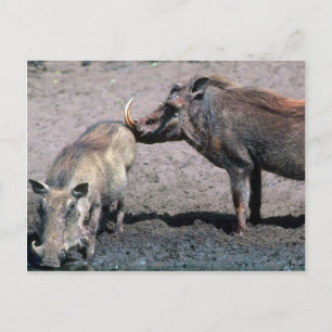 Carte Postale Chiens de guerre - Sanglier (à droite) Et Sow (à g