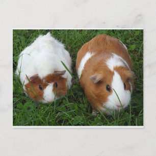 Carte Postale Chiens de Guinée
