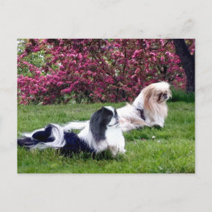 Carte Postale Chiens de Pékin Parti-Couleur