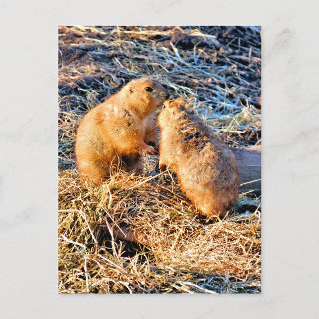 CARTE POSTALE CHIENS DE PRAIRIE (Devant)