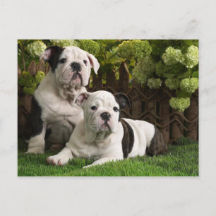 Carte Postale Chiens de taupe anglais