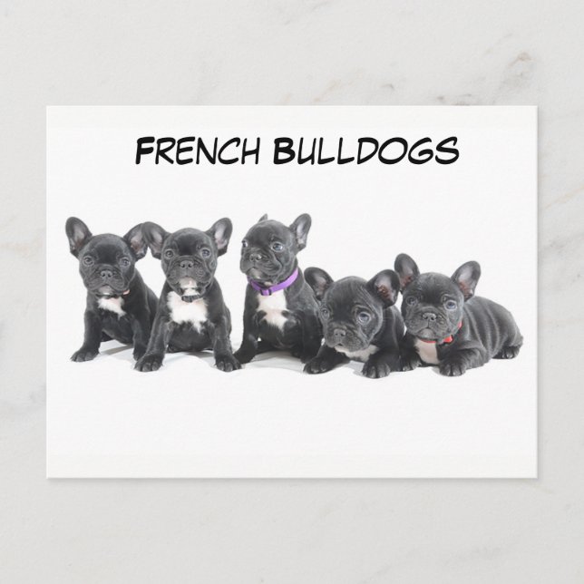 Carte Postale Chiens de taureau français mignons (Devant)