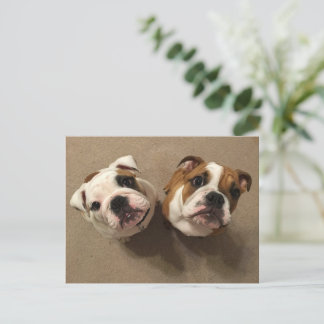 Carte Postale Chiens de taureaux anglais