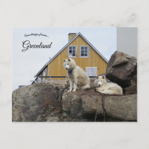 Carte Postale Chiens de Traîneau à Upernavik Groenland