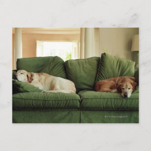 Carte Postale Chiens dormant sur un canapé