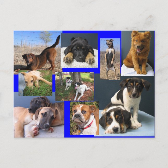 Carte Postale Chiens du refuge animal OKC (Devant)