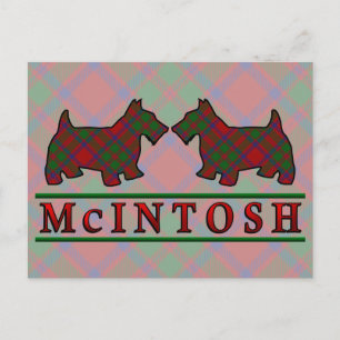 Carte Postale Chiens écossais Clan McIntosh Tartan