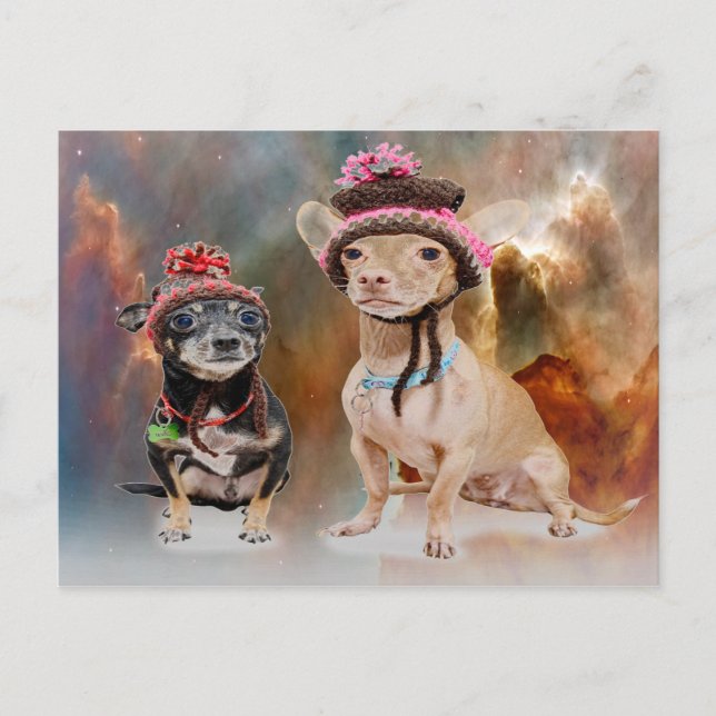 Carte Postale Chiens en Casquette (Devant)