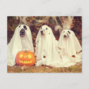 Carte Postale Chiens en costumes fantômes Drôle Halloween