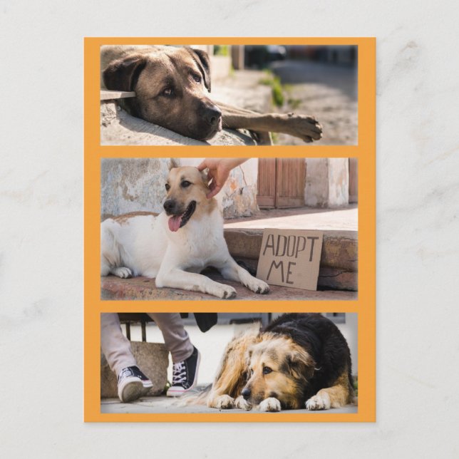 Carte Postale Chiens errants en attente de l'adoption (Devant)