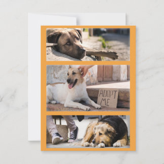 Carte Postale Chiens errants en attente de l'adoption