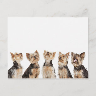 Carte Postale Chiens identiques assis ensemble