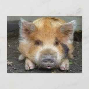 Carte Postale Chiens KuneKune
