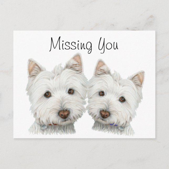 Carte Postale Chiens mignons Westie (Devant)