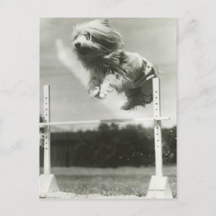 Carte Postale Chiens sautant au-dessus d'une barre de saut minia