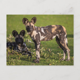 Carte Postale Chiens Sauvages d'Afrique en Tanzanie