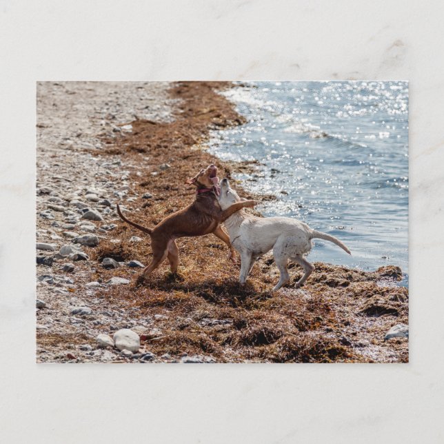 Carte Postale Chiens sur la plage (Devant)
