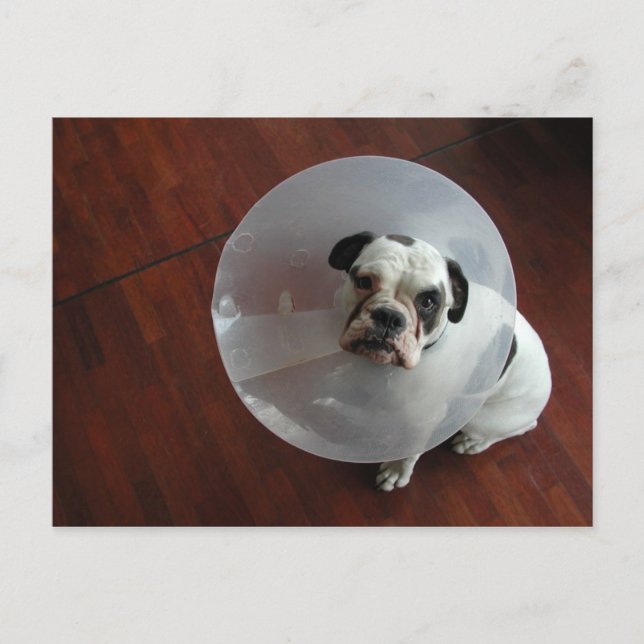 Carte Postale Chiffre de taureau français (Devant)