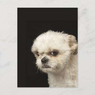 Carte Postale Chih Tzu blanc en colère avec les yeux bruns