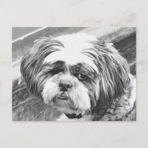 CARTE POSTALE CHIH TZU DOG