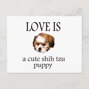Carte Postale Chih Tzu Puppy