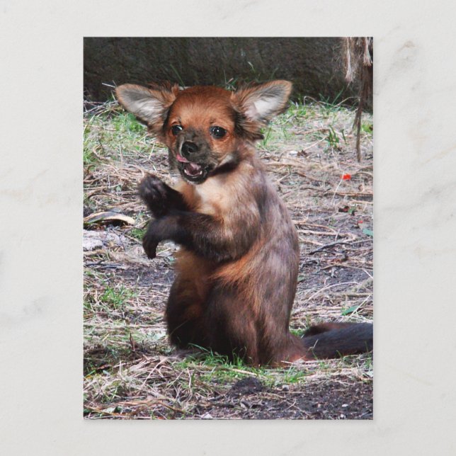 Carte postale Chihuahamonkey (Devant)
