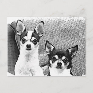 Carte Postale Chihuahua