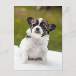 Carte Postale Chihuahua