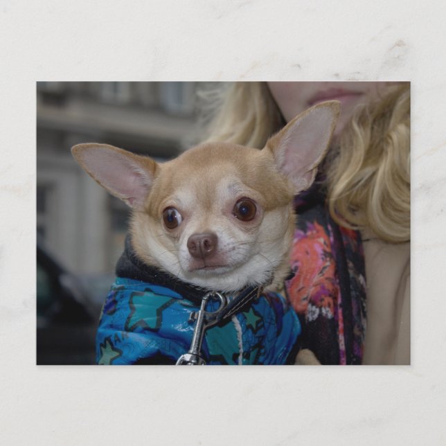 Carte Postale Chihuahua (Devant)