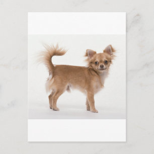 Carte Postale Chihuahua