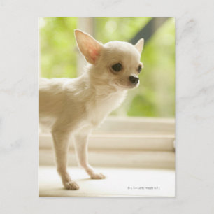 Carte Postale Chihuahua