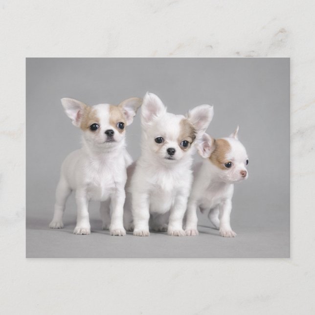Carte Postale Chihuahua (Devant)