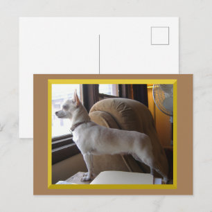 Carte postale Chihuahua au bureau