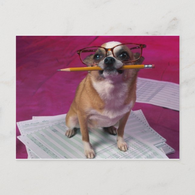 Carte Postale Chihuahua au crayon (Devant)