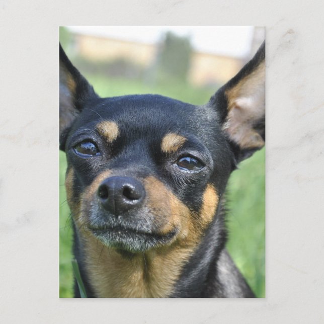 Carte postale Chihuahua Brown et noire (Devant)