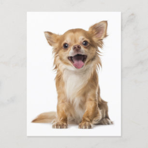 Carte postale Chihuahua Chien Chien Chien Chien Ch