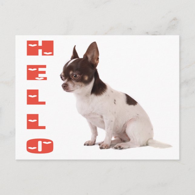 Carte postale Chihuahua Chiot (Devant)