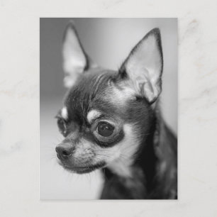 Carte postale Chihuahua Chiot