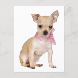 Carte postale Chihuahua Chiot