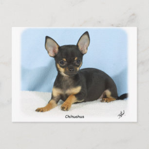 Carte Postale Chihuahua chiot 9W079D-027