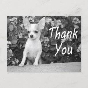 Carte postale Chihuahua Chiot Merci