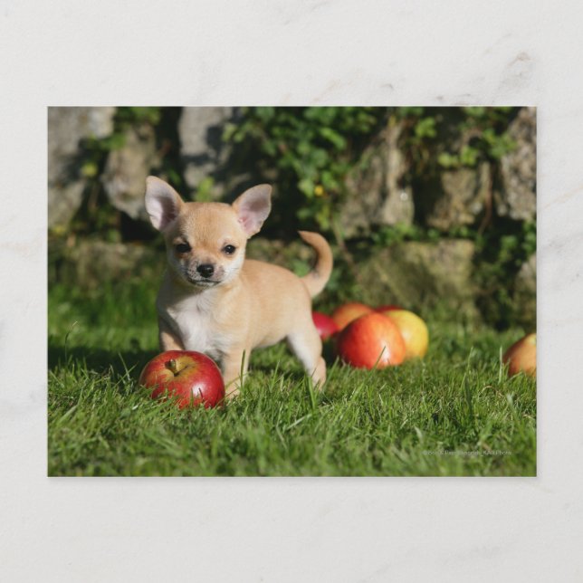 Carte Postale Chihuahua Chiuppy avec pommes (Devant)