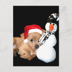 Carte postale Chihuahua de Noël